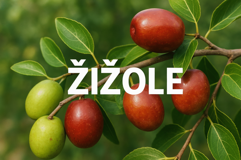 žižole